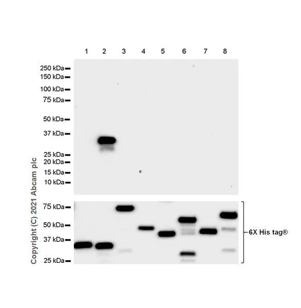 Western blot - Anti-SYT2 antibody [EPR13204] (AB181123)