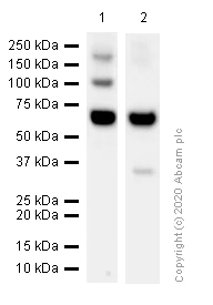 Western blot - Anti-SYT2 antibody [EPR13204] (AB181123)