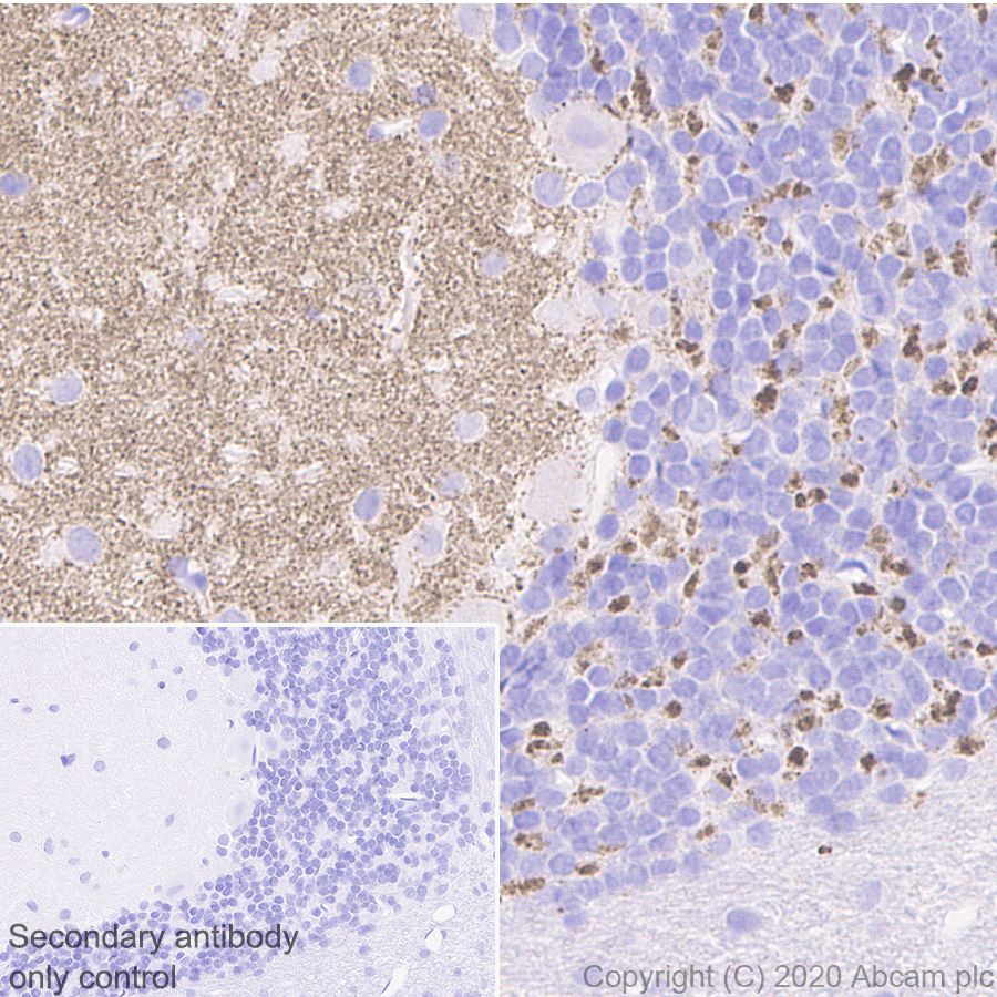 Immunohistochemistry (Formalin/PFA-fixed paraffin-embedded sections) - Anti-SYT2 + SYT1 antibody [EPR23920-2] - BSA and Azide free (AB277491)