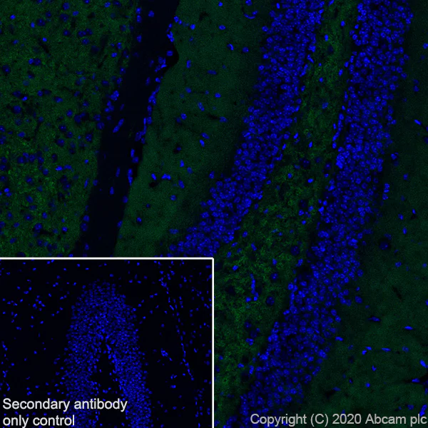 Immunohistochemistry (Frozen sections) - Anti-SYT2 + SYT1 antibody [EPR23920-2] - BSA and Azide free (AB277491)