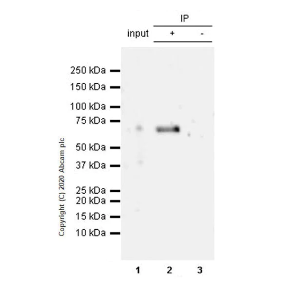 Immunoprecipitation - Anti-SYT2 + SYT1 antibody [EPR23920-2] - BSA and Azide free (AB277491)