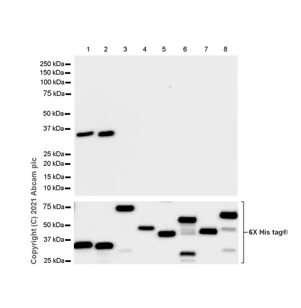 Western blot - Anti-SYT2 + SYT1 antibody [EPR23920-2] - BSA and Azide free (AB277491)