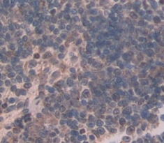 Immunohistochemistry (Formalin/PFA-fixed paraffin-embedded sections) - Anti-SYTL2/SLP2 antibody (AB231133)