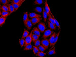 Immunocytochemistry/ Immunofluorescence - Anti-SYVN1/HRD1 antibody [EP7459] (AB170901), expandable thumbnail