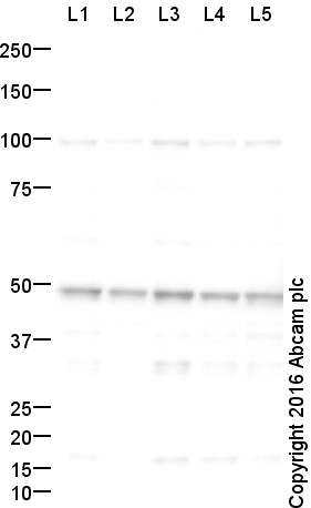 Western blot - T-47D whole cell lysate (AB14899), expandable thumbnail