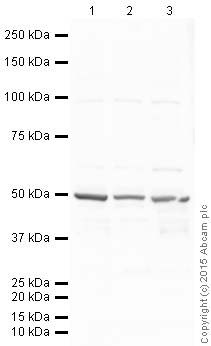 Western blot - T-47D whole cell lysate (AB14899), expandable thumbnail