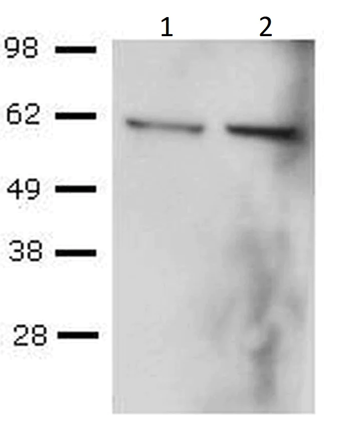 Western blot - Anti-T-bet / Tbx21 antibody [39D, 3-9D] (AB91103)