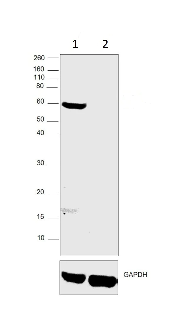 Western blot - Anti-T-bet / Tbx21 antibody [39D, 3-9D] (AB91103)