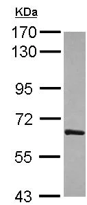 Western blot - Anti-T-bet / Tbx21 antibody (AB154058)