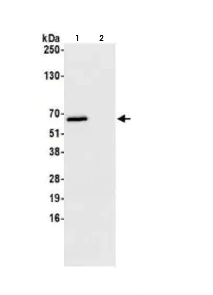 Immunoprecipitation - Anti-T-bet / Tbx21 antibody [BLR110H] (AB275959)