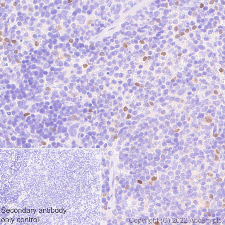 Immunohistochemistry (Formalin/PFA-fixed paraffin-embedded sections) - Anti-T-bet / Tbx21 antibody [EPR25086-9] (AB300451)