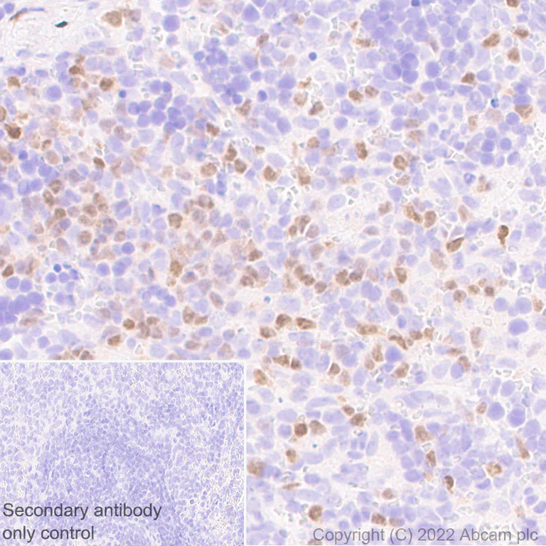 Immunohistochemistry (Formalin/PFA-fixed paraffin-embedded sections) - Anti-T-bet / Tbx21 antibody [EPR25086-9] (AB300451)
