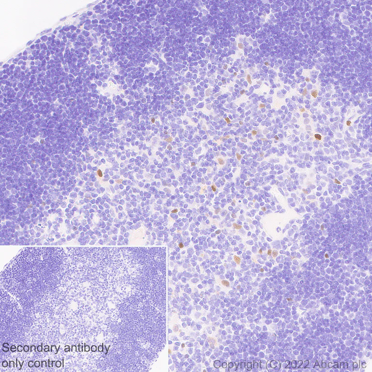 Immunohistochemistry (Formalin/PFA-fixed paraffin-embedded sections) - Anti-T-bet / Tbx21 antibody [EPR25086-9] - BSA and Azide free (AB300452)