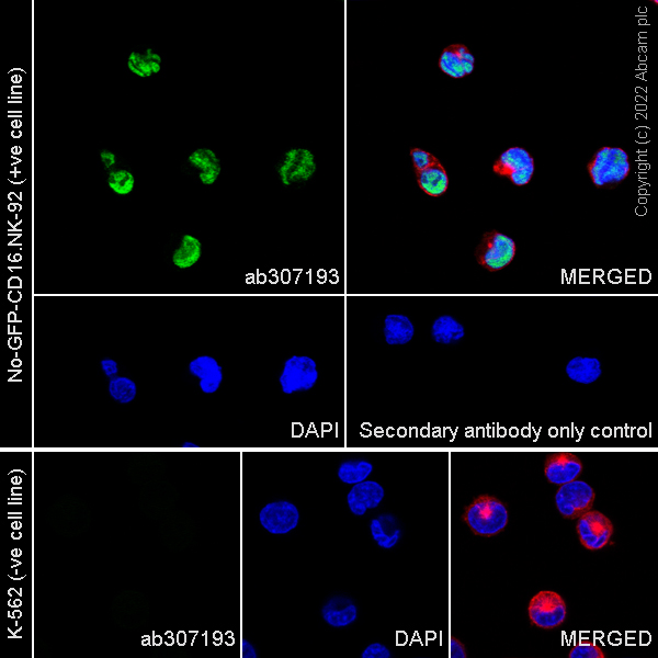 Immunocytochemistry/ Immunofluorescence - Anti-T-bet / Tbx21 antibody [EPR27094-16] (ab307193), expandable thumbnail