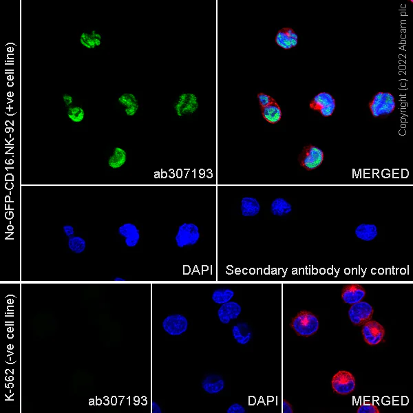 Immunocytochemistry/ Immunofluorescence - Anti-T-bet / Tbx21 antibody [EPR27094-16] (AB307193)