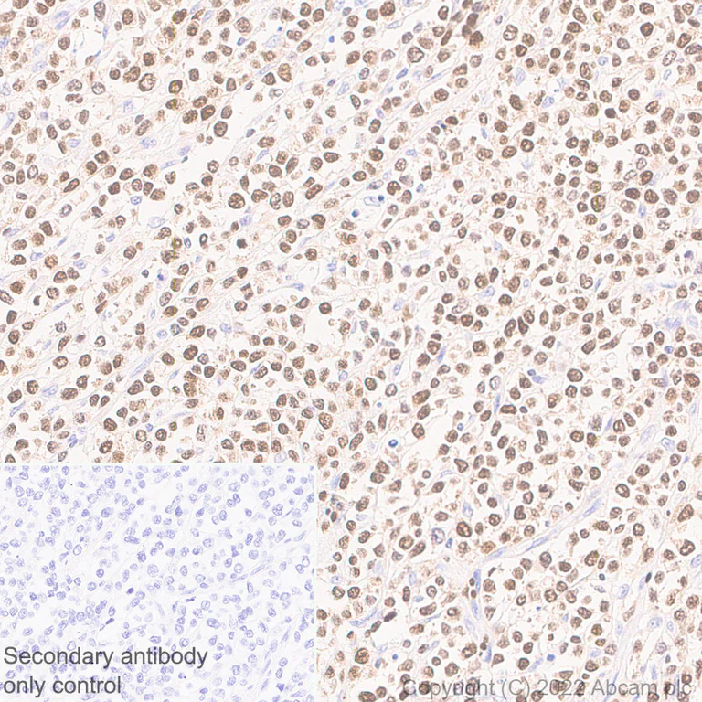 Immunohistochemistry (Formalin/PFA-fixed paraffin-embedded sections) - Anti-T-bet / Tbx21 antibody [EPR27094-16] (AB307193)