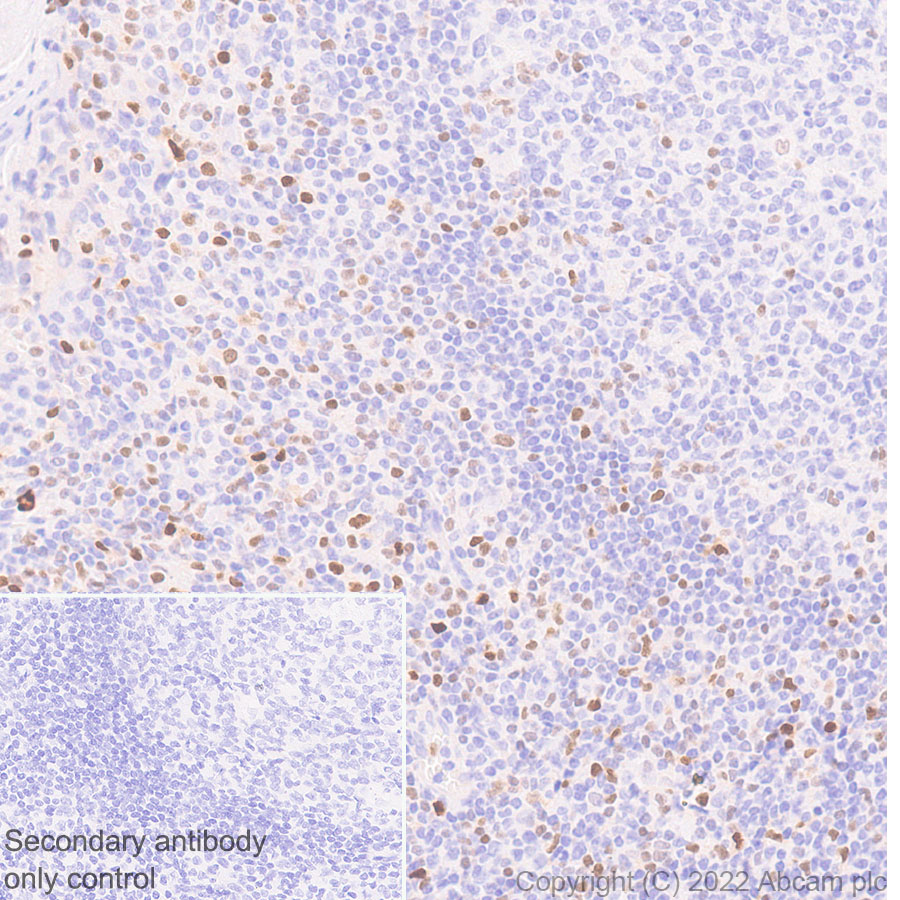 Immunohistochemistry (Formalin/PFA-fixed paraffin-embedded sections) - Anti-T-bet / Tbx21 antibody [EPR27094-16] (ab307193), expandable thumbnail