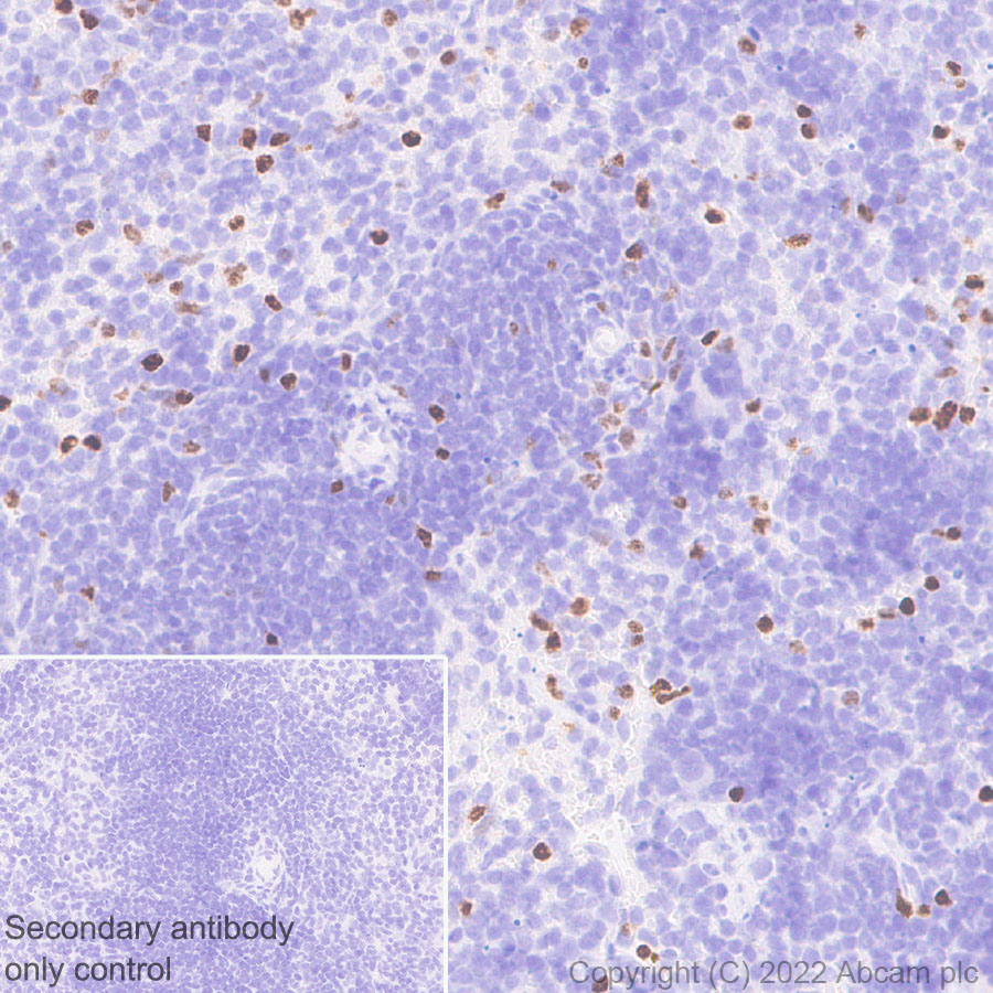 Immunohistochemistry (Formalin/PFA-fixed paraffin-embedded sections) - Anti-T-bet / Tbx21 antibody [EPR27094-16] (AB307193), expandable thumbnail