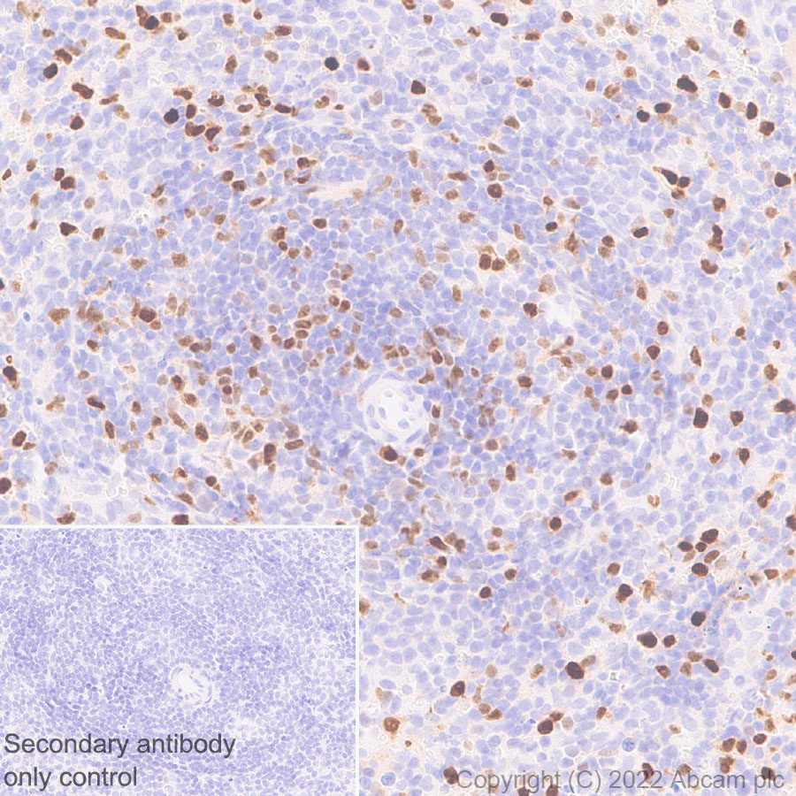 Immunohistochemistry (Formalin/PFA-fixed paraffin-embedded sections) - Anti-T-bet / Tbx21 antibody [EPR27094-16] (AB307193), expandable thumbnail