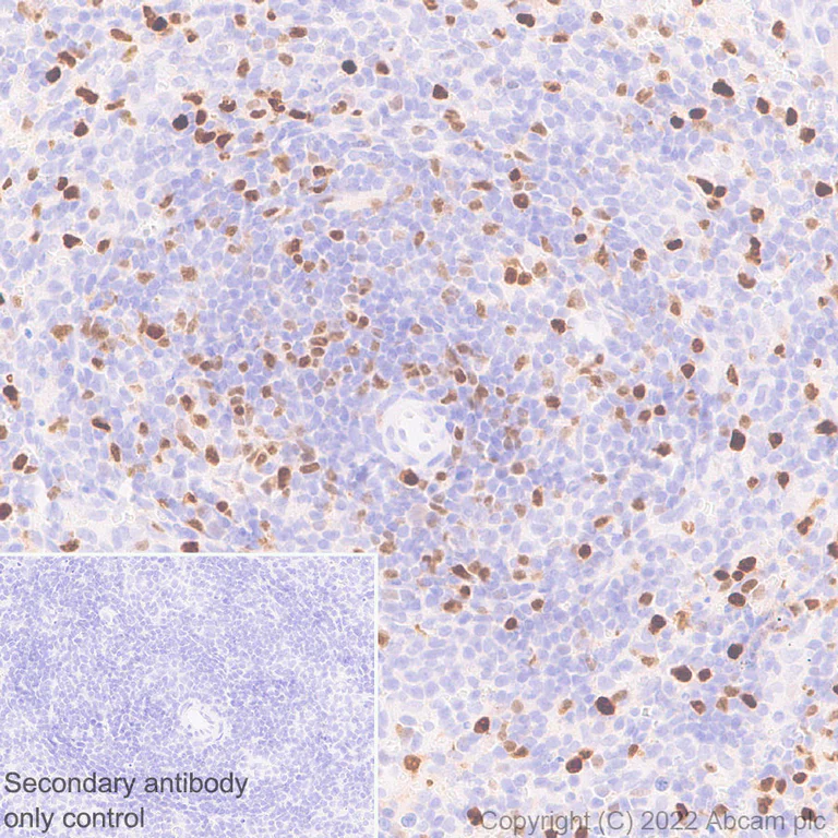 Immunohistochemistry (Formalin/PFA-fixed paraffin-embedded sections) - Anti-T-bet / Tbx21 antibody [EPR27094-16] (AB307193)
