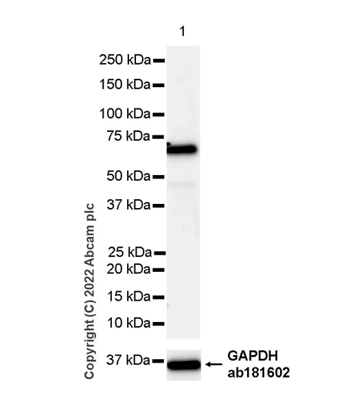 Western blot - Anti-T-bet / Tbx21 antibody [EPR27094-16] (AB307193)
