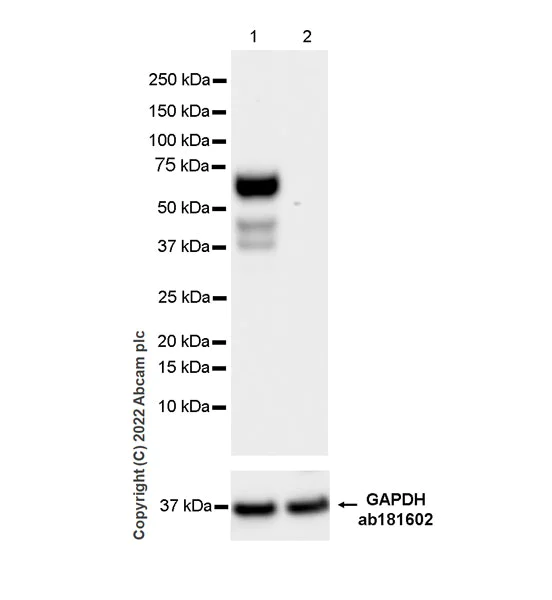 Western blot - Anti-T-bet / Tbx21 antibody [EPR27094-16] (AB307193)