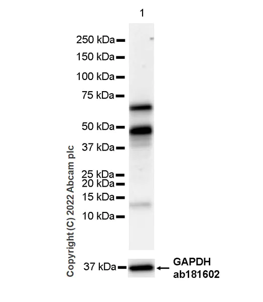 Western blot - Anti-T-bet / Tbx21 antibody [EPR27094-16] (AB307193)
