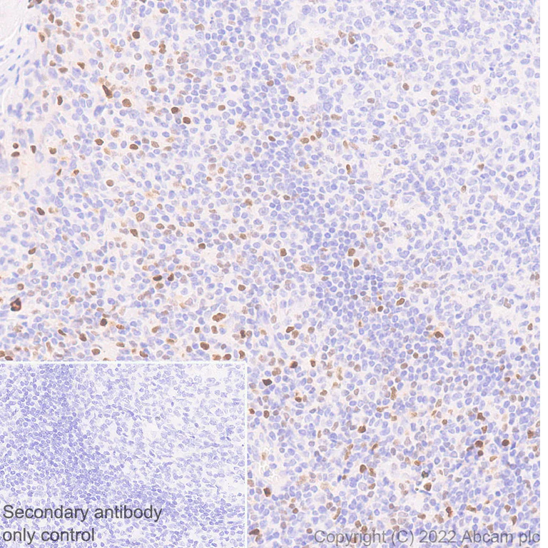 Immunohistochemistry (Formalin/PFA-fixed paraffin-embedded sections) - Anti-T-bet / Tbx21 antibody [EPR27094-16] - BSA and Azide free (AB307194)