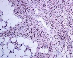 Immunohistochemistry (Formalin/PFA-fixed paraffin-embedded sections) - Anti-T-bet / Tbx21 antibody [EPR9301] (AB150440)
