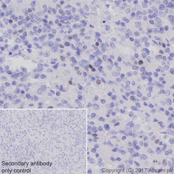 Immunohistochemistry (Formalin/PFA-fixed paraffin-embedded sections) - Anti-T-bet / Tbx21 antibody [EPR9301] - BSA and Azide free (AB227115)