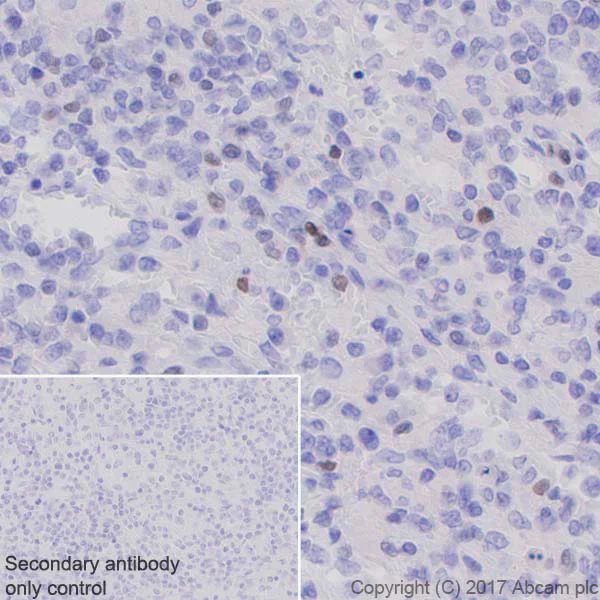 Immunohistochemistry (Formalin/PFA-fixed paraffin-embedded sections) - Anti-T-bet / Tbx21 antibody [EPR9301] - BSA and Azide free (AB227115)