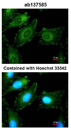 Immunocytochemistry/ Immunofluorescence - Anti-T Plastin/PLS3 antibody (AB137585), expandable thumbnail