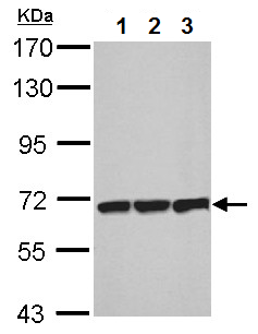 Western blot - Anti-T Plastin/PLS3 antibody (AB137585), expandable thumbnail