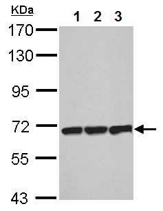 Western blot - Anti-T Plastin/PLS3 antibody (AB137585)