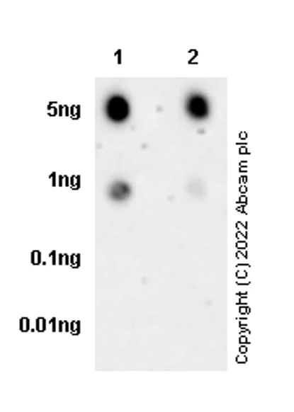 Dot Blot - Anti-T2A + P2A antibody [3H4] (AB269488)
