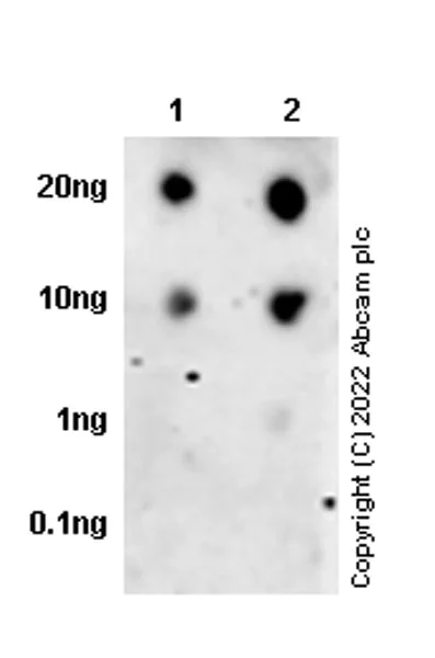 Dot Blot - Anti-T2A + P2A antibody [3H4] (AB269488)