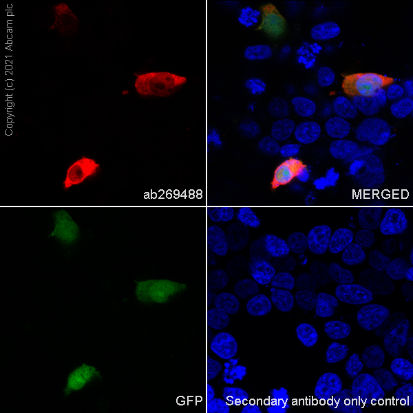 Immunocytochemistry/ Immunofluorescence - Anti-T2A + P2A antibody [3H4] (AB269488), expandable thumbnail