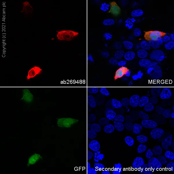 Immunocytochemistry/ Immunofluorescence - Anti-T2A + P2A antibody [3H4] (AB269488)