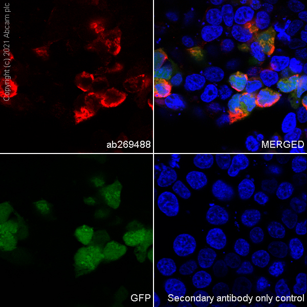 Immunocytochemistry/ Immunofluorescence - Anti-T2A + P2A antibody [3H4] (AB269488), expandable thumbnail