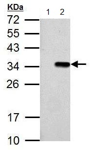 Western blot - Anti-T7 tag® antibody (AB183658), expandable thumbnail