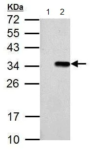 Western blot - Anti-T7 tag® antibody (AB183658)