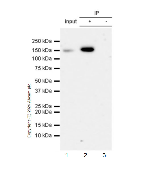Immunoprecipitation - Anti-T7 tag® antibody [EPR28033-8] (AB317258), expandable thumbnail