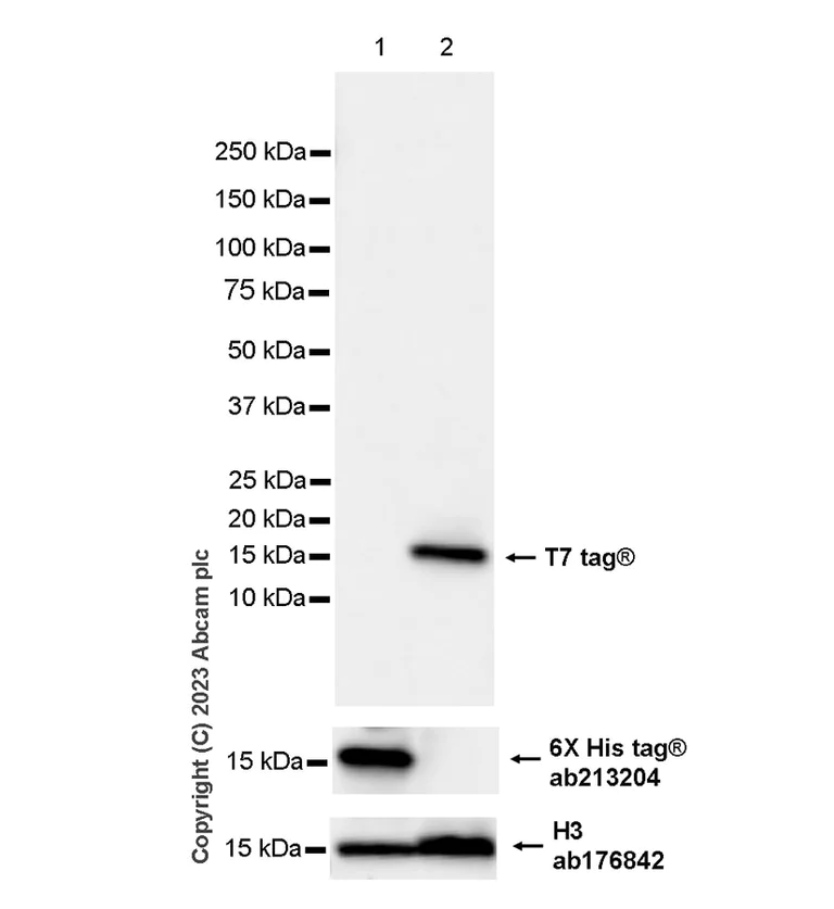 Western blot - Anti-T7 tag® antibody [EPR28033-8] (AB317258)