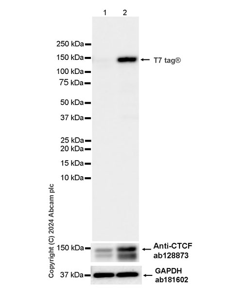 Western blot - Anti-T7 tag® antibody [EPR28033-8] (AB317258), expandable thumbnail