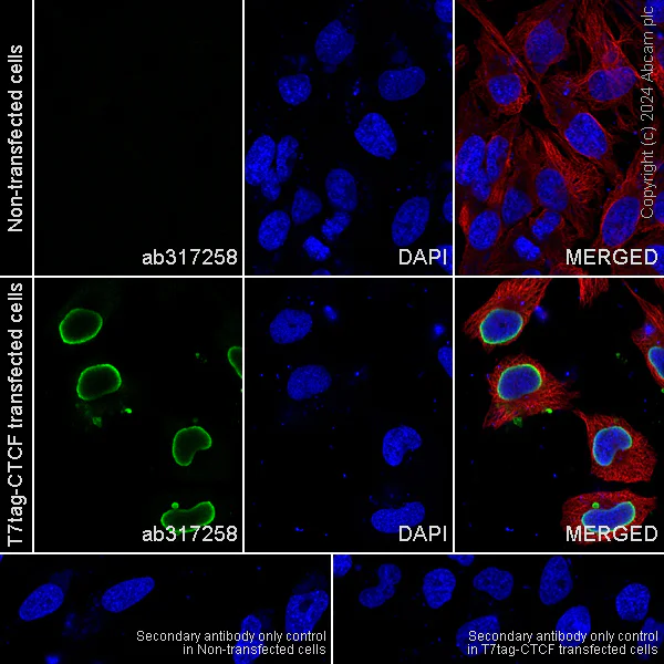 Immunocytochemistry/ Immunofluorescence - Anti-T7 tag® antibody [EPR28033-8] - BSA and Azide free (AB317259)