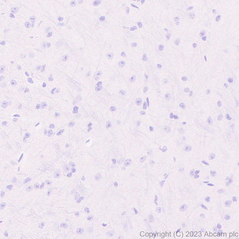 Immunohistochemistry (Formalin/PFA-fixed paraffin-embedded sections) - Anti-T7 tag® antibody [EPR28033-8] - BSA and Azide free (AB317259)