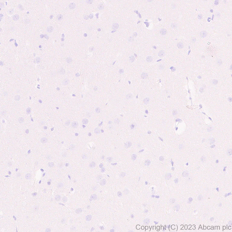 Immunohistochemistry (Formalin/PFA-fixed paraffin-embedded sections) - Anti-T7 tag® antibody [EPR28033-8] - BSA and Azide free (AB317259)