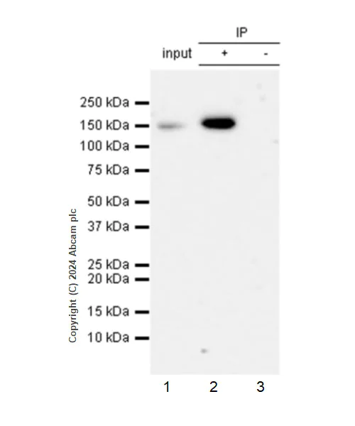 Immunoprecipitation - Anti-T7 tag® antibody [EPR28033-8] - BSA and Azide free (AB317259)