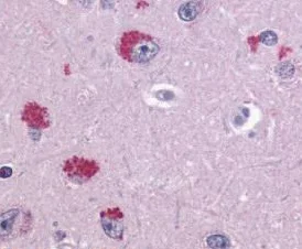Immunohistochemistry (Formalin/PFA-fixed paraffin-embedded sections) - Anti-TAAR1 antibody (AB150646)