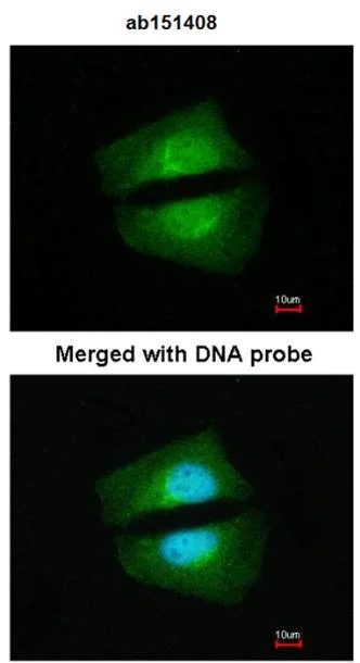 Immunocytochemistry/ Immunofluorescence - Anti-TAB1 antibody (AB151408)